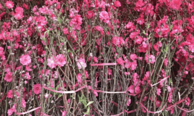 明日开市！2025丰顺县迎春花市暨农特产品集市来啦~