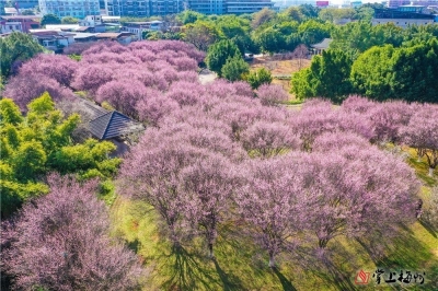 预计1月20日至2月上旬初，客家公园梅花进入最佳观赏期！