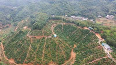 平远县创新发展特色农业，农民有效增收致富！