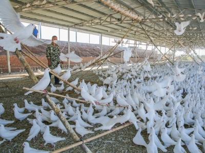 作为物产历史可追溯到明朝！“兴宁鸽”了解一下→