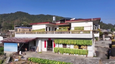 平远河头镇：遍村收青芥 户户晾咸菜