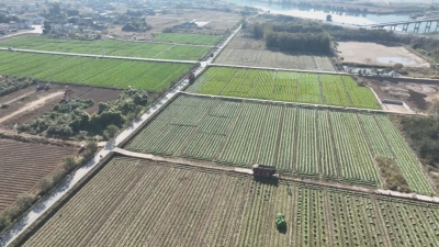 “芥”不了的美味！蕉岭矮岭村300亩芥菜喜迎丰收