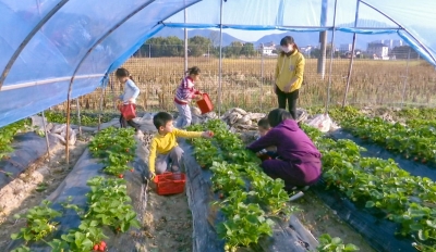 甜蜜！蕉岭长潭镇草莓抢“鲜”上市！