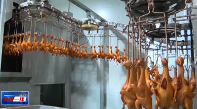 “食在广东·鸽出兴宁”丨梅州金绿：深耕全产业链融合发展 建设鸽产业市场高地