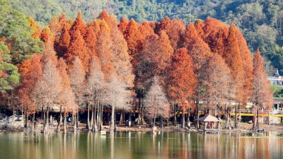 梅州V视丨泮坑水杉红 惹得游人醉