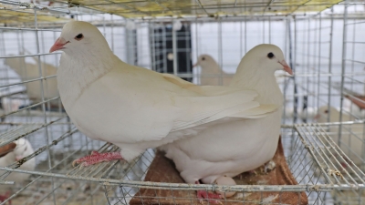 食在广东 “鸽”出兴宁！兴宁着力打造健康绿色生态鸽产业体系