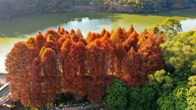 冬日里的一把“火”！梅城泮坑落羽杉红了→