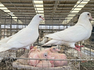 煮熟的鸽子也会飞？来看“兴宁鸽”如何飞入寻常百姓家→