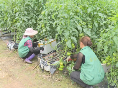 保障农作物安全过冬！梅县区在行动→