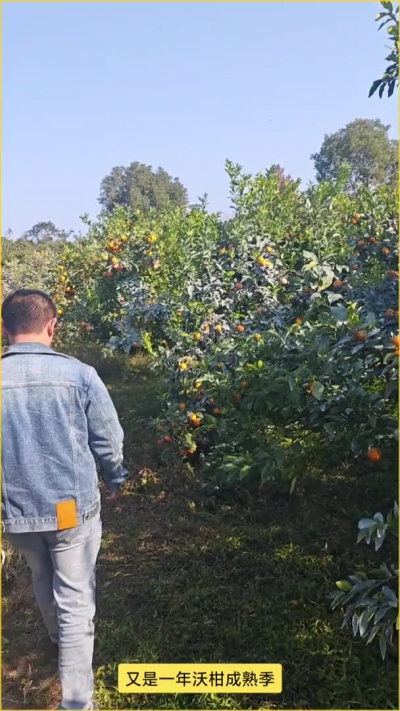 又是一年沃柑成熟季