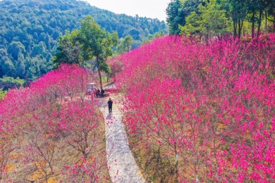 春有约 花不误！梅县区南口镇麓湖山景区满山杏花迎春绽放