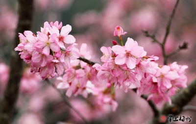 梅州的这片“樱花海”，你去看了吗？快来一起解锁春日限定浪漫→