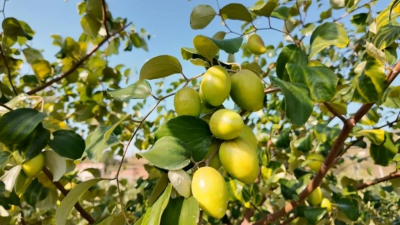 趁“枣”来尝鲜！平远大柘镇青枣丰收啦~