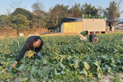 梅江区西阳镇四平村盘活低效能土地，助力蔬菜产业发展！