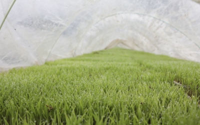 春耕正当时！蕉岭县“希望的田野上”奏响“奋进曲”