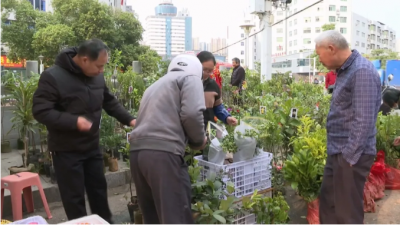 平远县苗木市场购销两旺