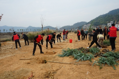 “植”此青绿 共“树”未来 大埔高陂镇开展乡村绿化主题植树活动