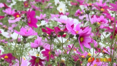 长乐公园格桑花开，好美！