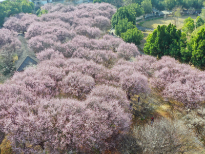 魅力梅州丨梅花盛开！梅州最全赏梅攻略快收藏→