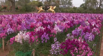 长田30万株鲜花迎春盛放竞芳菲