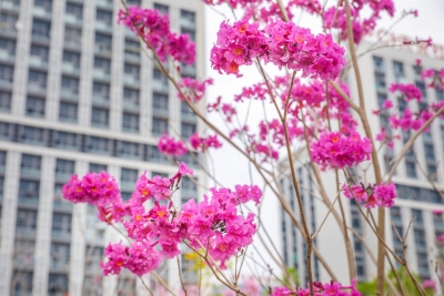 共植一方绿 喜迎满园春！梅城绿轴花园“同心林”灿然绽放