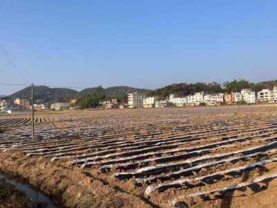 从“政府主导”向“政企联动”转变！大埔县洲瑞镇全域土地综合整治开创新模式