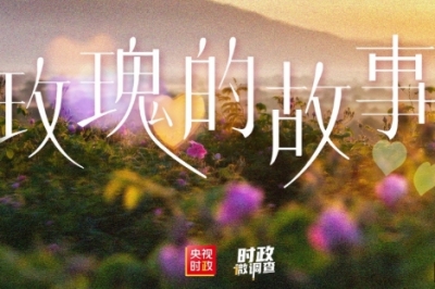 时政微调查丨玫瑰的故事