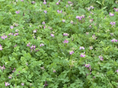 兴宁：创新实践“紫云英+”模式绘就乡村振兴新图景