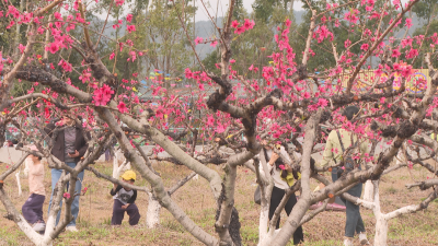 桃花增春色 文旅绘新篇！蕉岭县广福镇350亩鹰嘴桃花迎春绽放