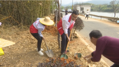 蕉岭：巾帼人才同植幸福树 擘画绿美家园新图景