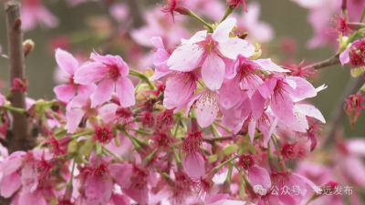 步步樱、时时景！平远县差干镇樱花绽放→