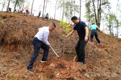 齐心植树春意浓！平远县掀起植树添绿热潮