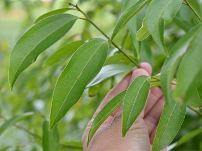 让百姓用上好中药，国家新部署！