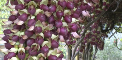平远：禾雀花开 万“鸟”齐飞春意浓