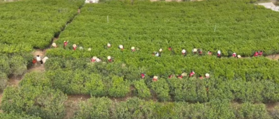 央广网直播报道兴宁春天的“茶事盛宴”