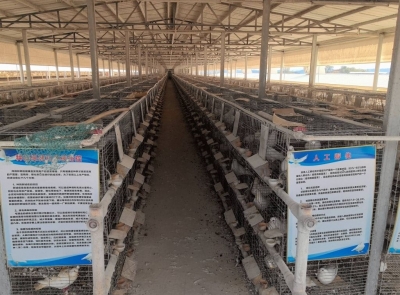 梅州首个针对肉鸽产业的定制化商业性养殖保险产品落地