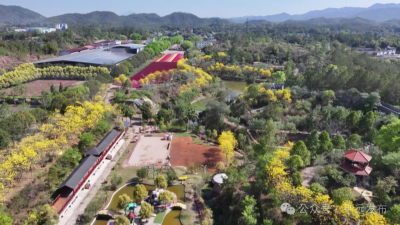 打卡走起！平远长田黄花风铃木“金”艳绽放