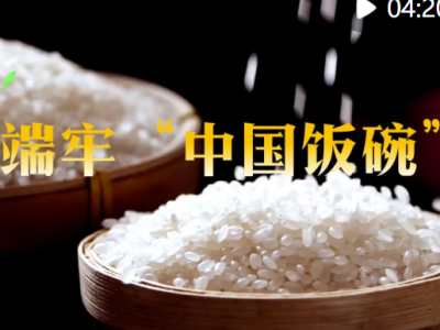 总书记的春天之约｜端牢“中国饭碗”