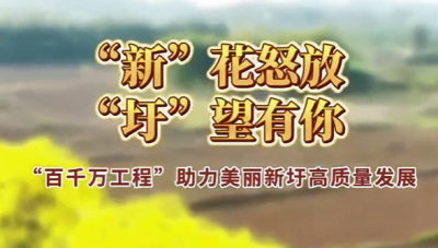 金色花海邀您共赴春日之约！这个周末，一起来兴宁新圩赏黄花、品美食、观非遗！