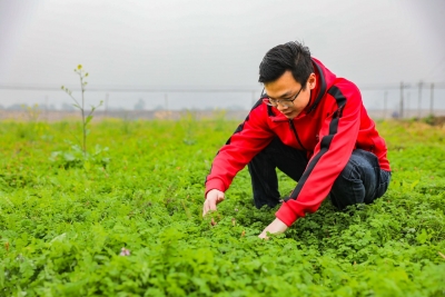 肥料“种”在稻田里！蕉岭县种植3000亩紫云英为春耕备足“营养”