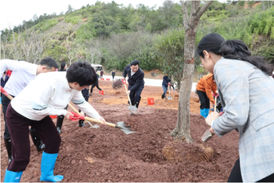 张志锋参加丰顺县公路事务中心机关党支部植树活动 