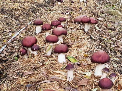 市农林科学院微生物所赤松茸科技成果顺利通过评价