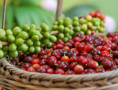 云南咖啡为啥能“代表中国”？