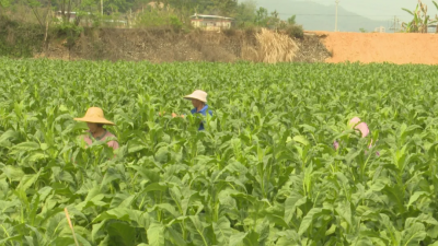 烤烟生产进入中后期管理阶段，梅县区农技人员深入烟田“支招”~