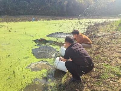 预计收获1.3万多斤优质商品鱼！嘉应学院助力丰顺县汤西镇打造水产养殖示范基地