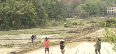 插秧啦！五华县棉洋镇昔日撂荒地春耕进行时