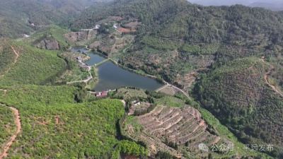 果园管护正当时！平远各地橙枝缀满“绿宝石”