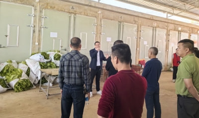 大埔县联合开展烟稻轮作观摩会