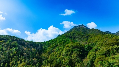 蕉岭县国有皇佑笔林场正式纳入广东省植物迁地保护体系