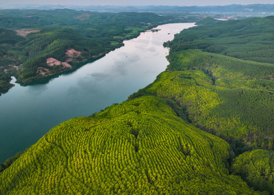 【央视快评】让祖国大地更加绿意盎然生机勃发